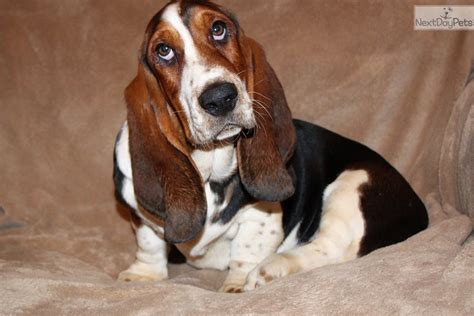 The miniature basset hound was created in 2007 as a new breed of dog and is completely different than a standard basset hound. . Basset hound for sale craigslist